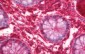 ANXA2 / Annexin A2 Antibody (aa88-137)